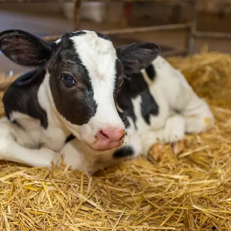 Turisme Rural Ca L,anguila カントリーハウス *