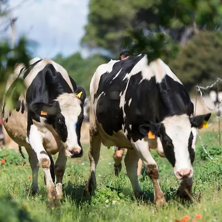 Hétvégi ház Turisme Rural Ca L,anguila