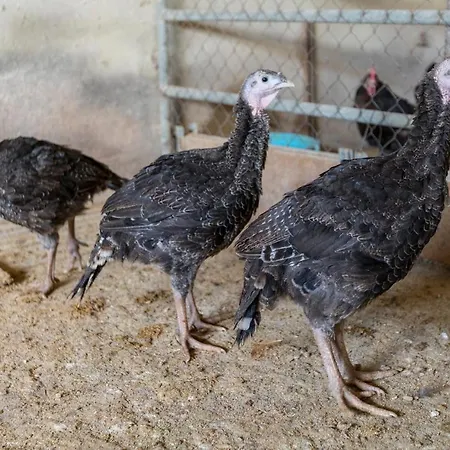 Turisme Rural Ca L,anguila カントリーハウス