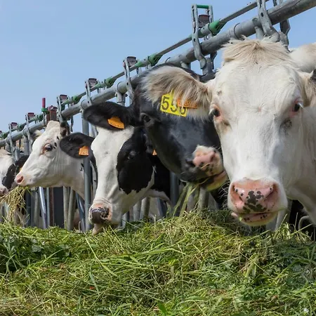 Turisme Rural Ca L,anguila Gospodarstwo wiejskie