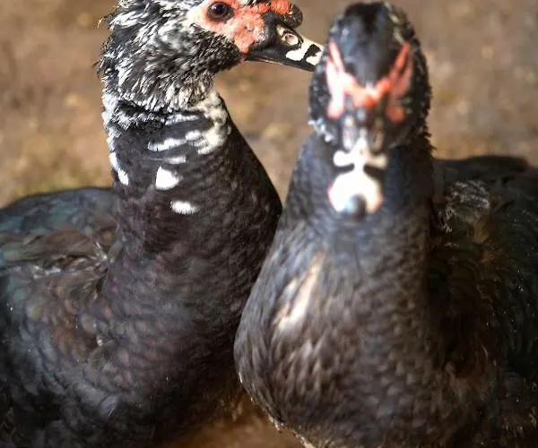 Turisme Rural Ca L,anguila カントリーハウス ペラタリャーダ
