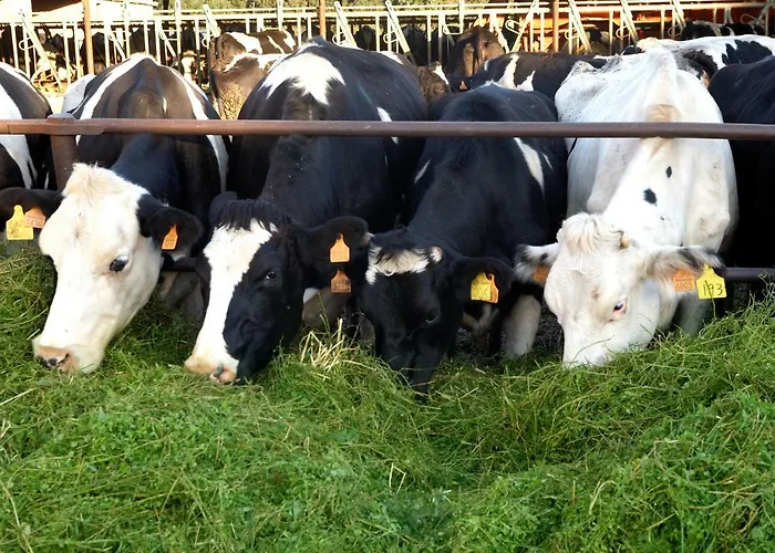 カントリーハウス Turisme Rural Ca L,anguila